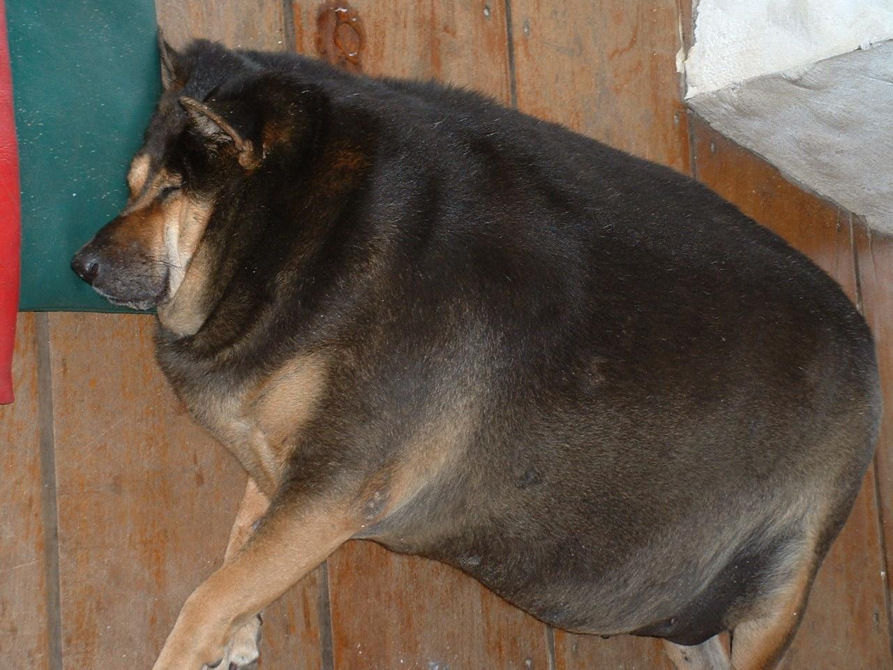 FatDog.jpg