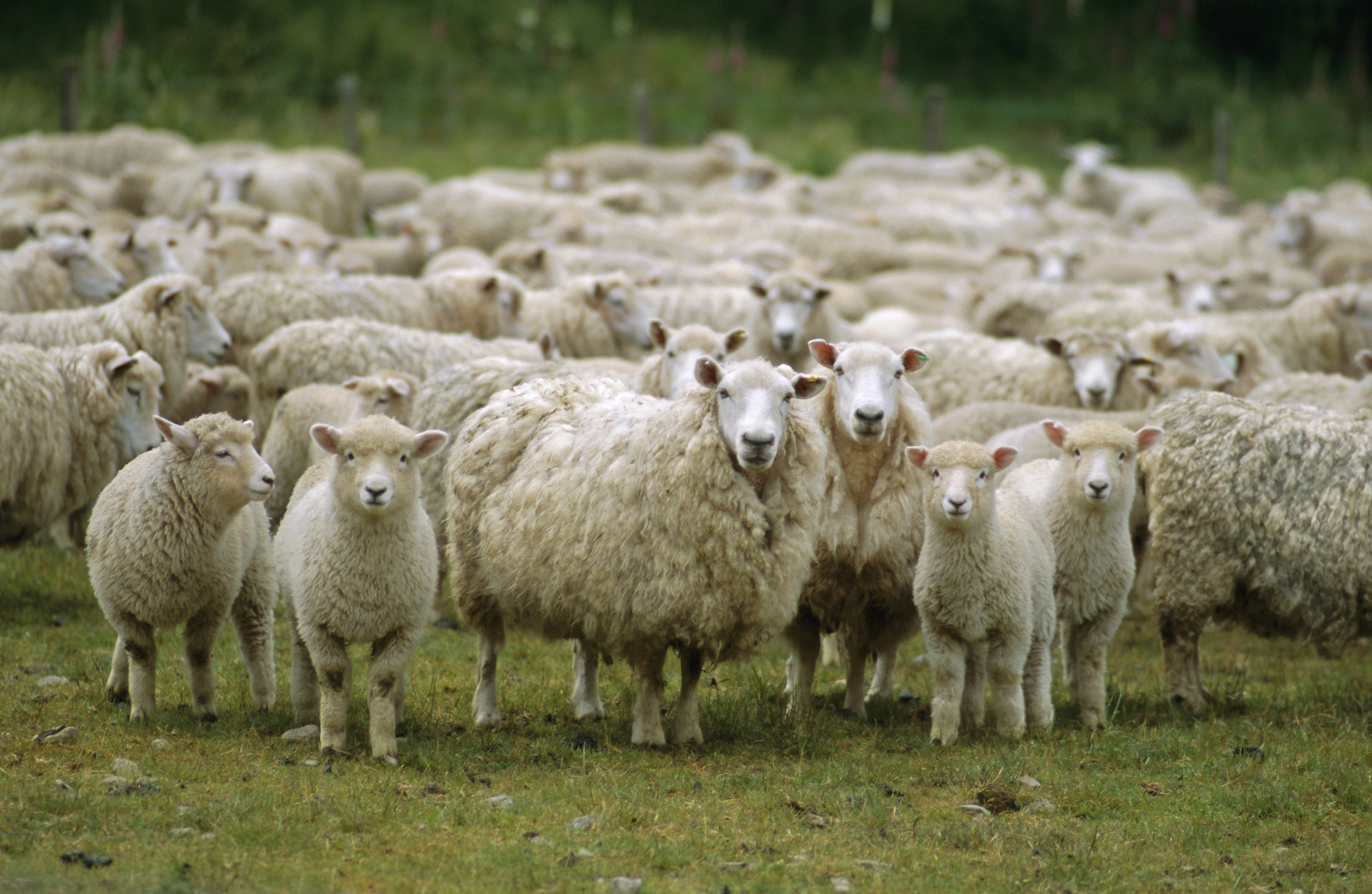 flock-of-sheep.jpg