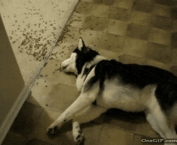 funniest-dog-gifs-lazy-eating.gif