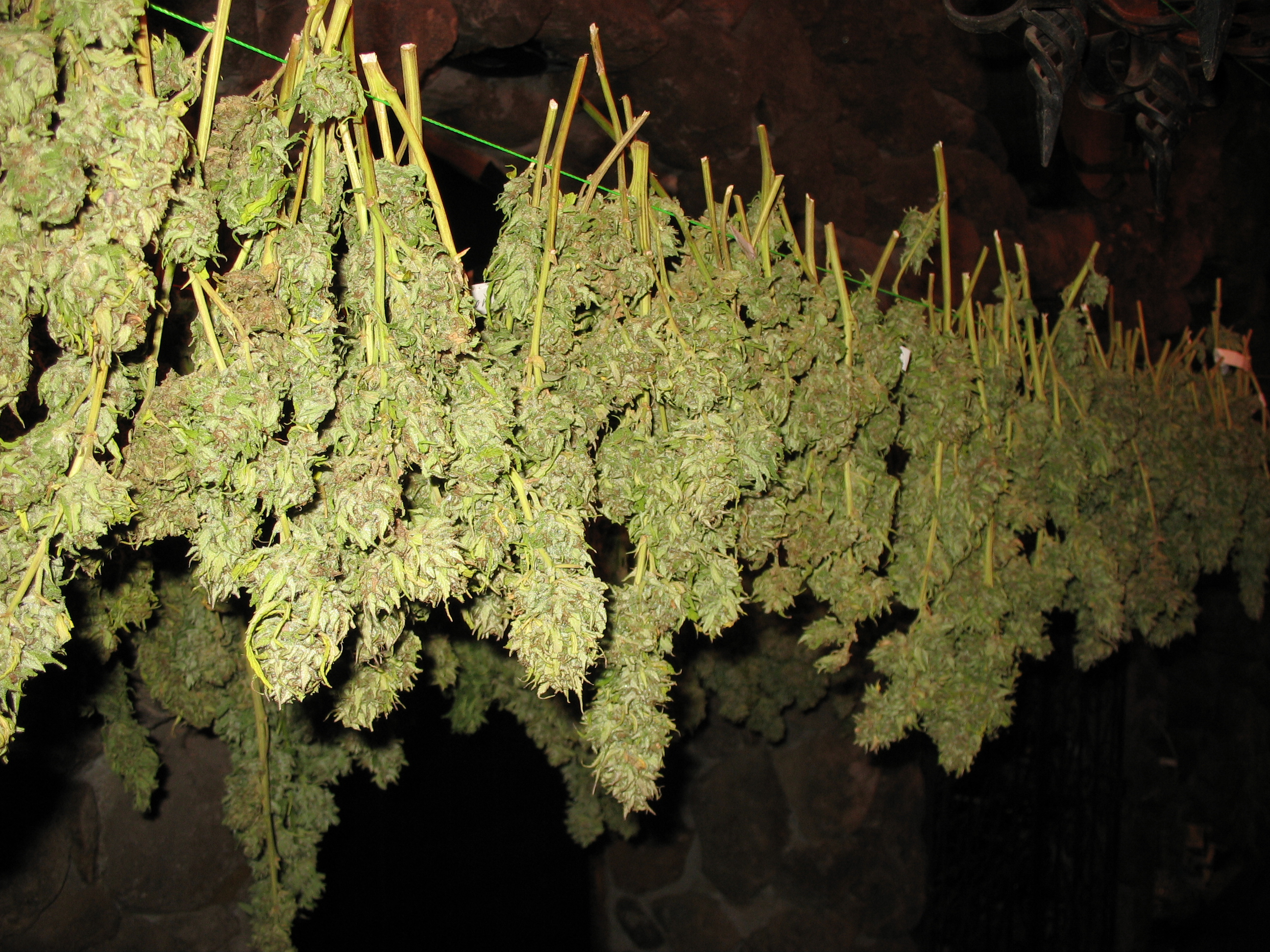 Drying_Cannabis_Buds.jpg
