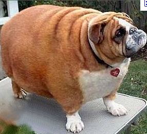 fat-dog.jpg