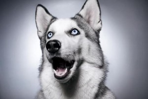 surprised-dog-300x200.jpg