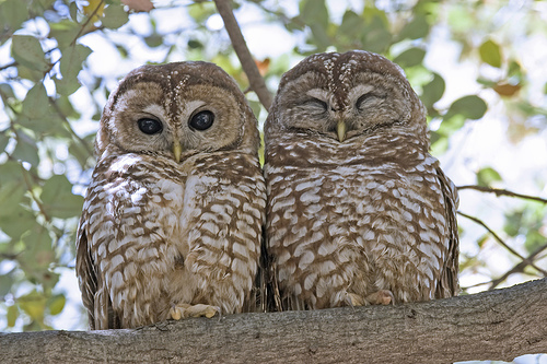 spotted-owl1.jpg