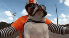 biker-dog-ride.gif