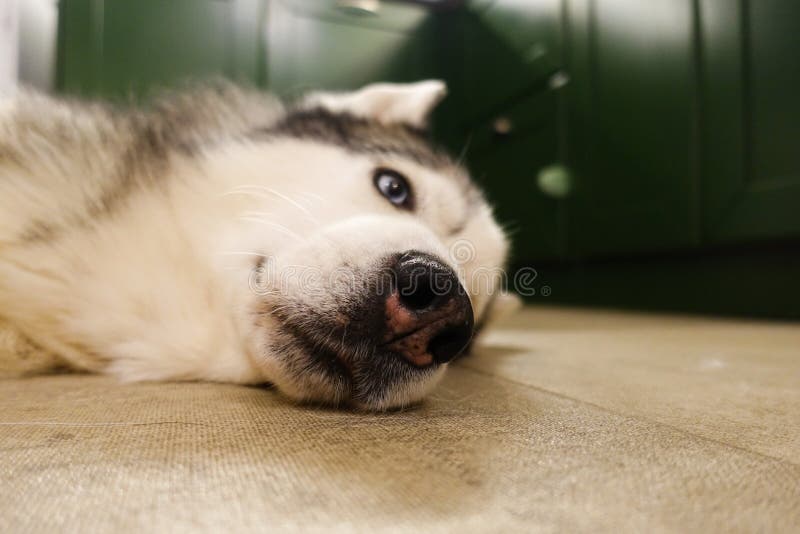 sad-sleepy-husky-blue-eyes-lies-floor-portrait-157264423.jpg