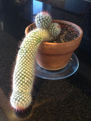 Oddly-shaped-cactus.jpg