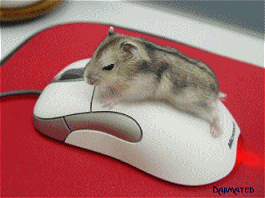 mouse_hump.gif